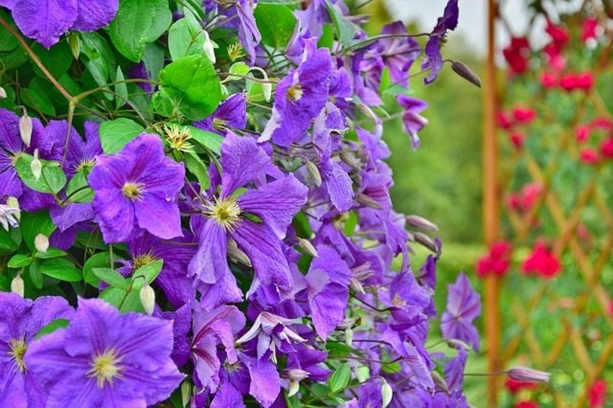 Plamienok (clematis) - pestovanie a druhy