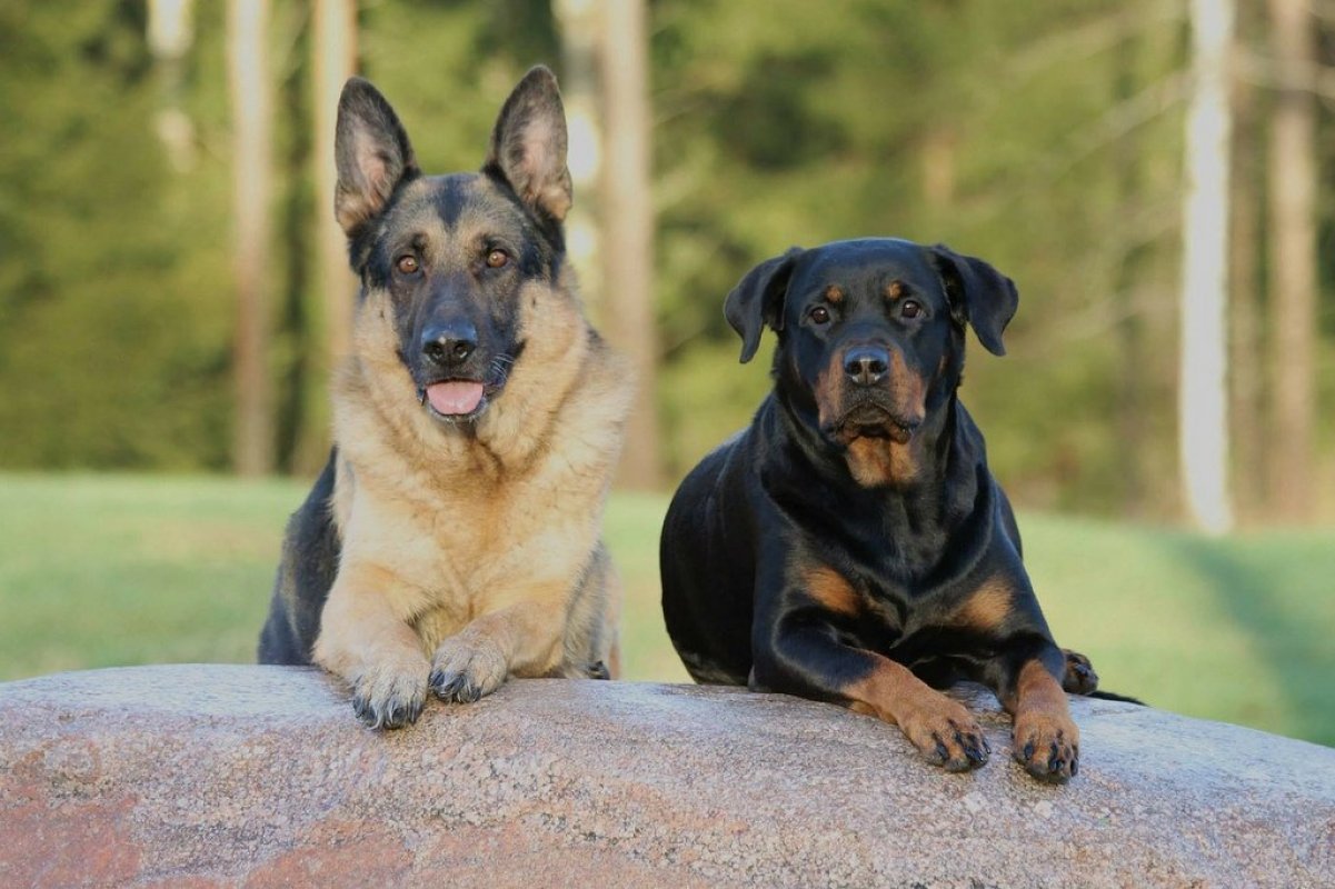 10 najlepších plemien strážnych psov