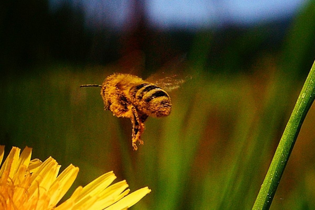 včely a včelár