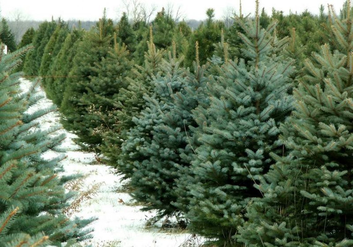 10 najkrajších druhov vianočných stromčekov