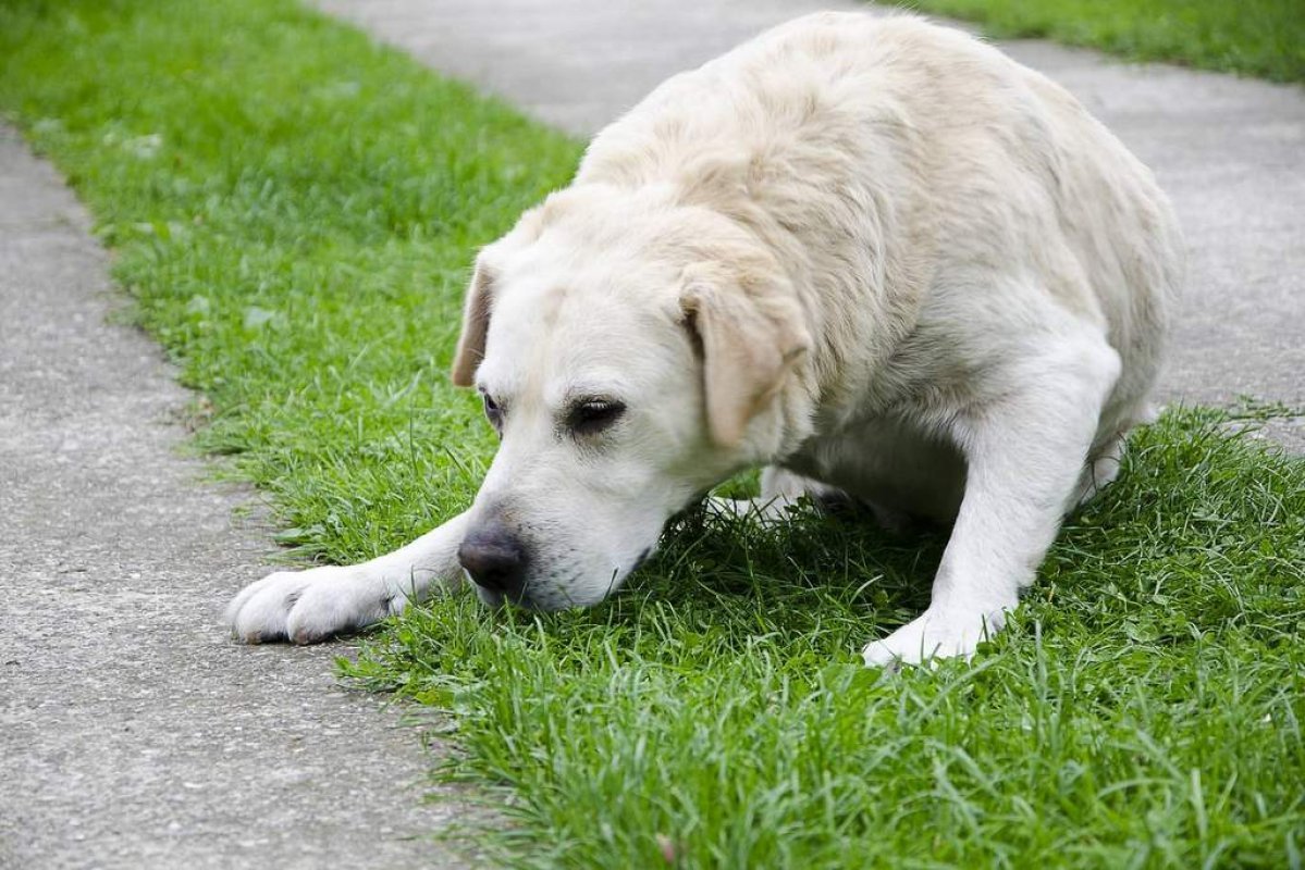 Zvracanie u psa - možné príčiny, príznaky a liečba