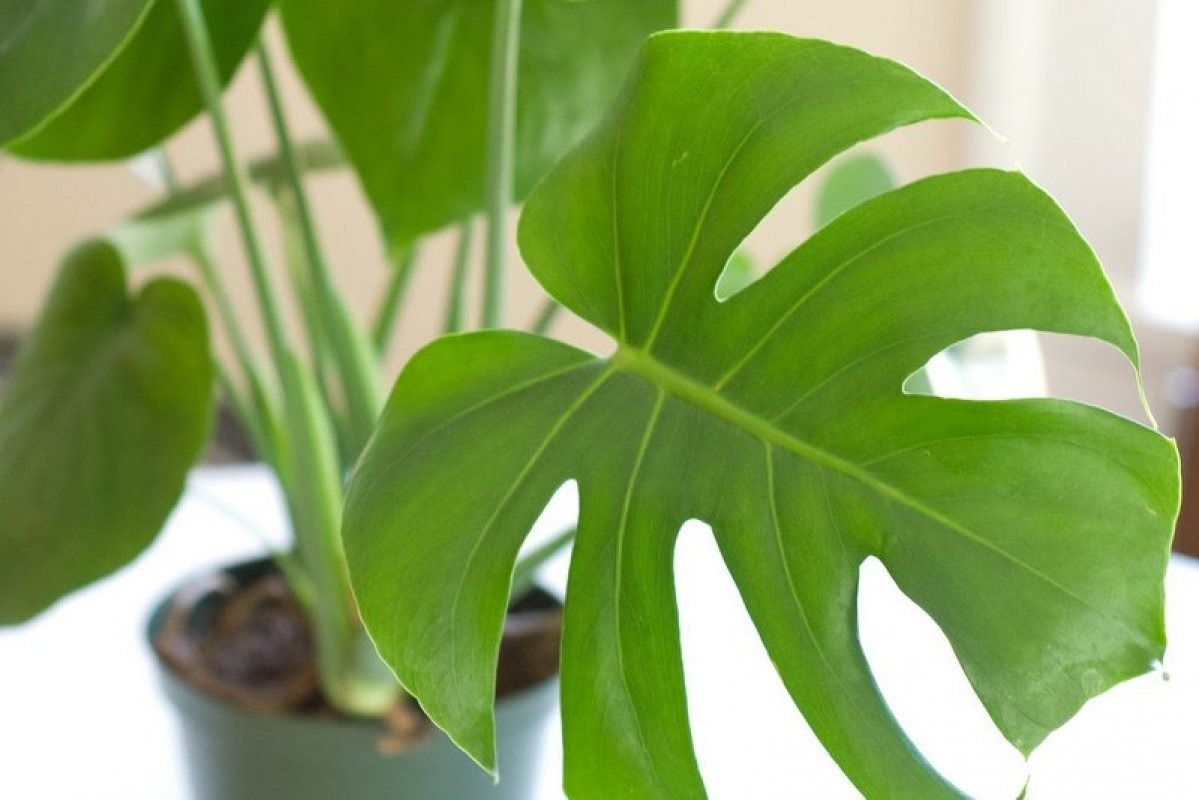 monstera izbová rastlina