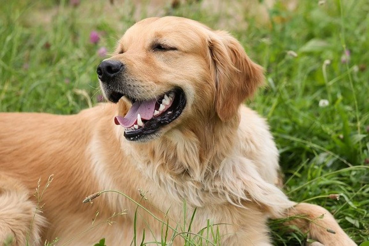 golden retriever