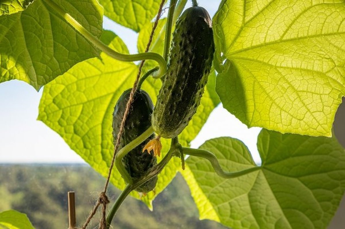 Produktívne pestovanie uhoriek od sadenia až po zber