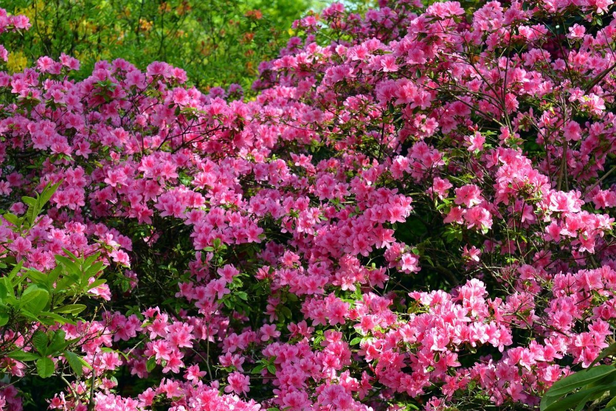 10 najkrajších kvitnúcich kríkov do záhrady