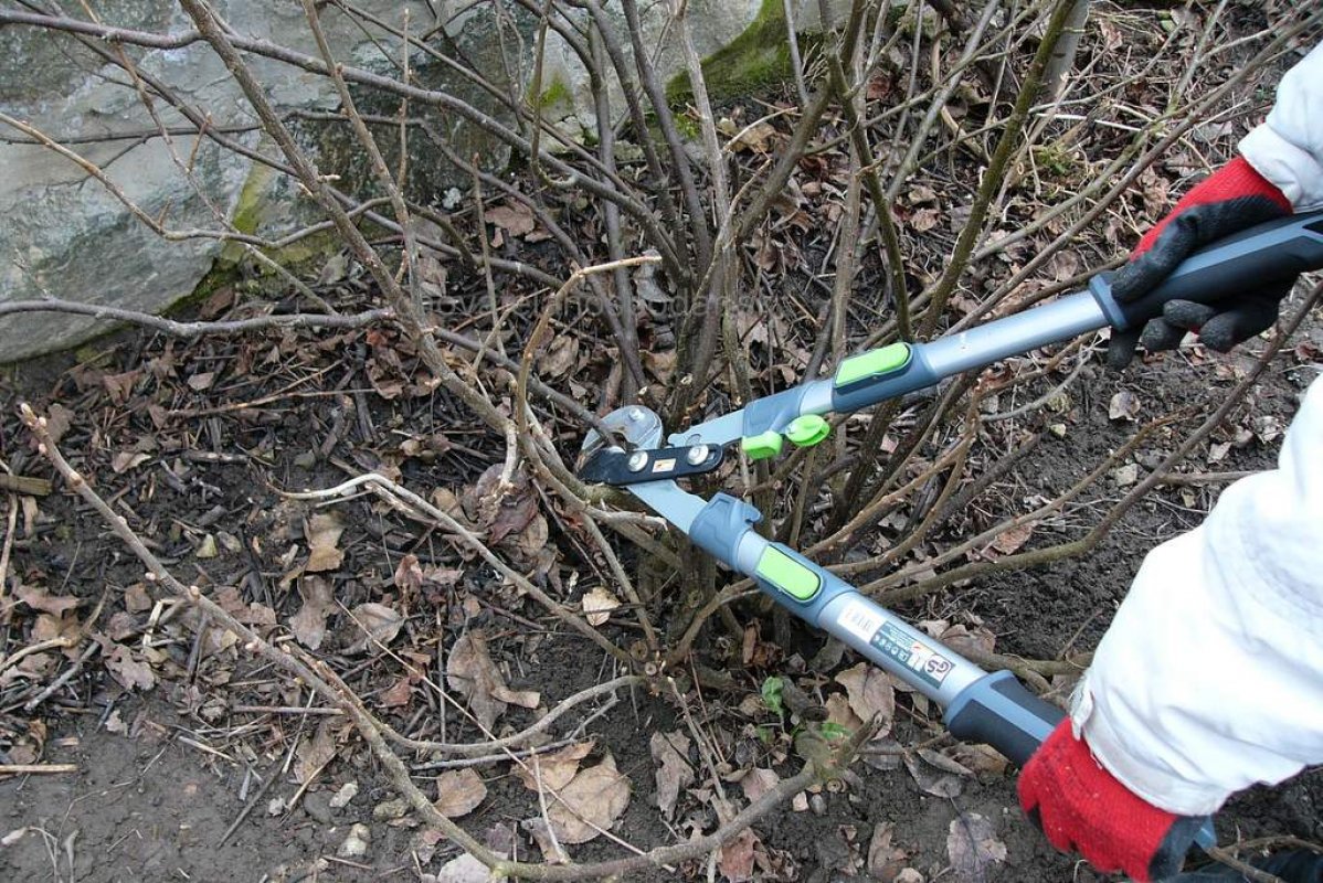 Strihanie ríbezlí jednoducho a prehľadne