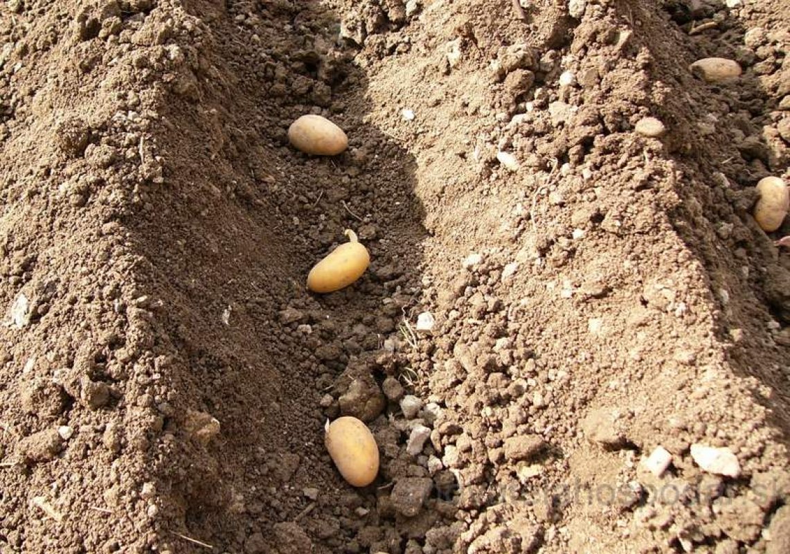 Sadenie zemiakov jednoducho a prehľadne