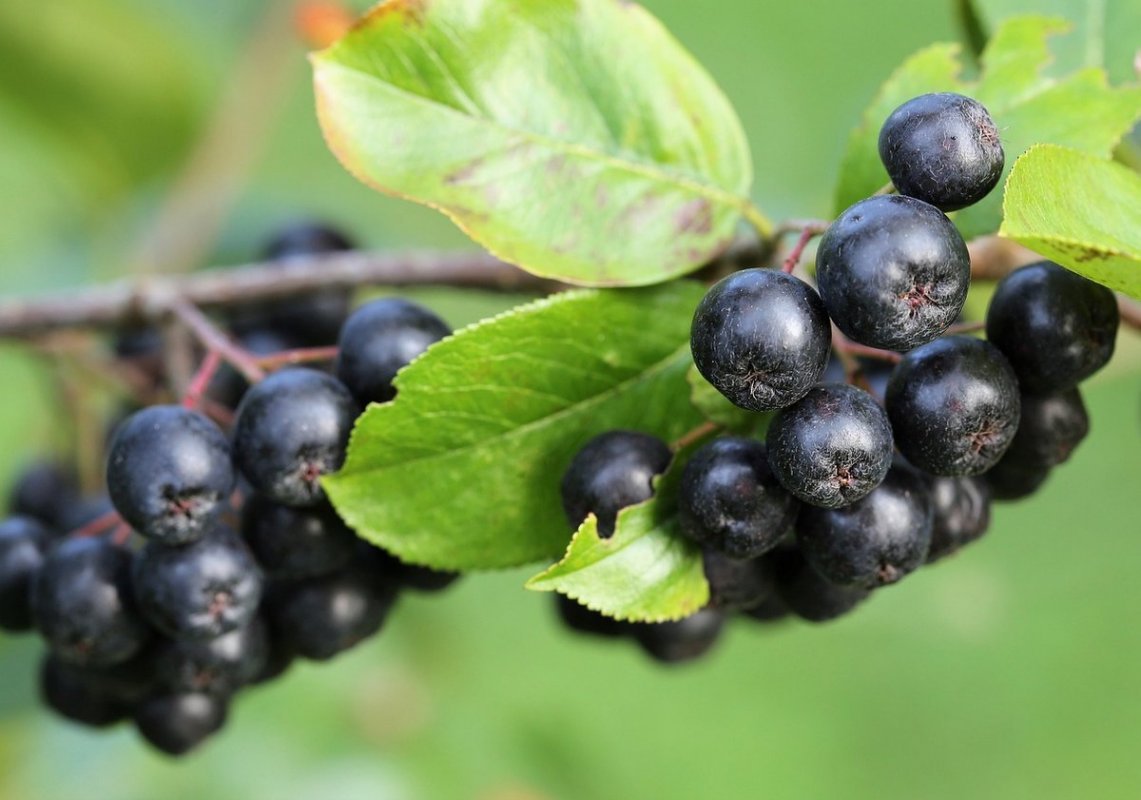 aronia pestovanie