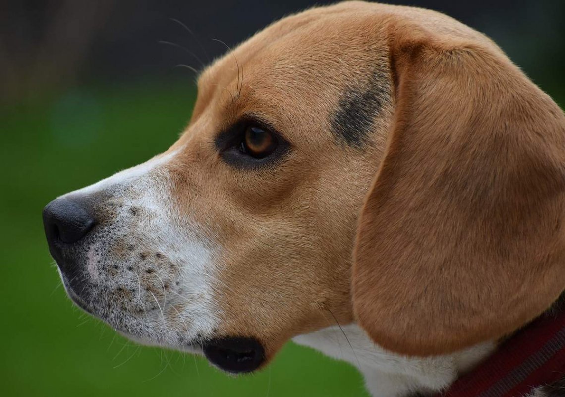 beagle