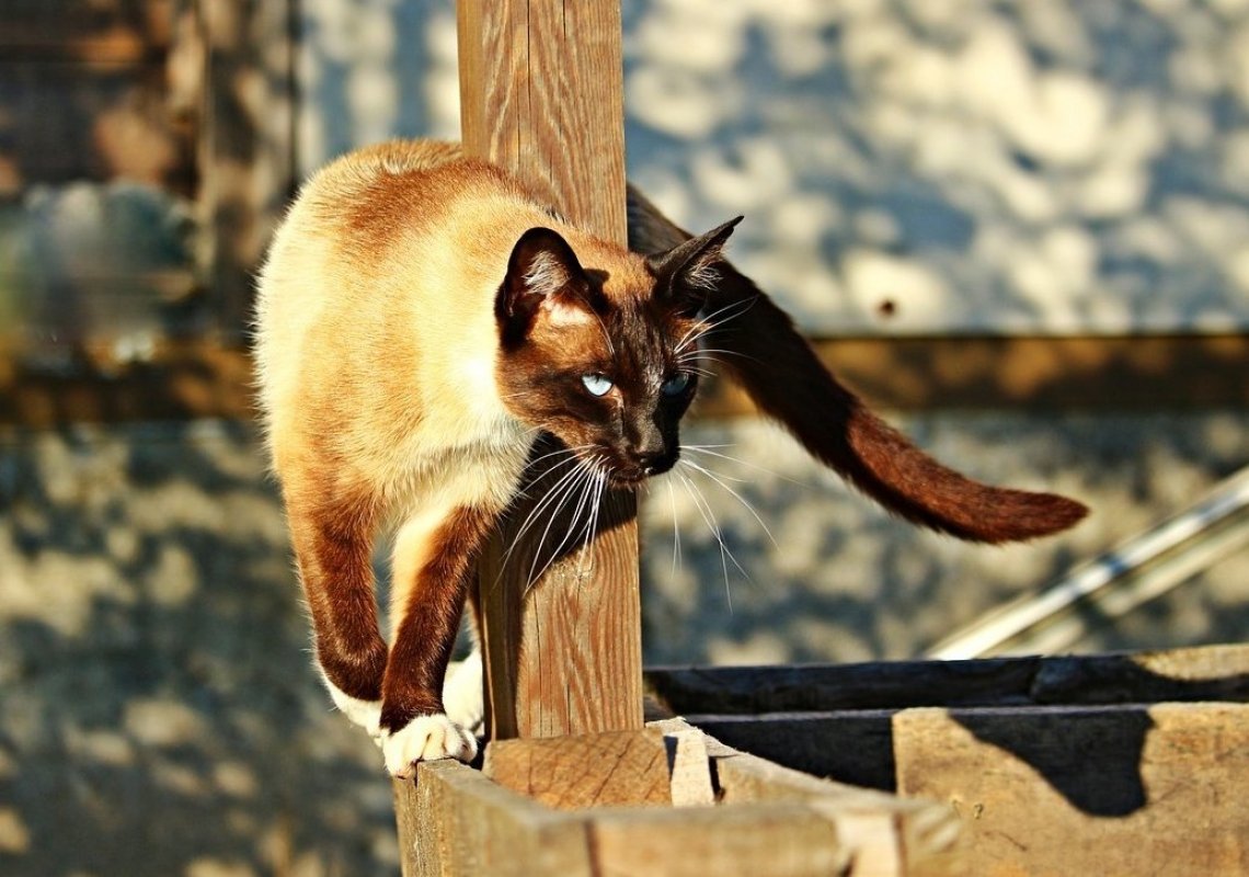 plemeno siamská mačka
