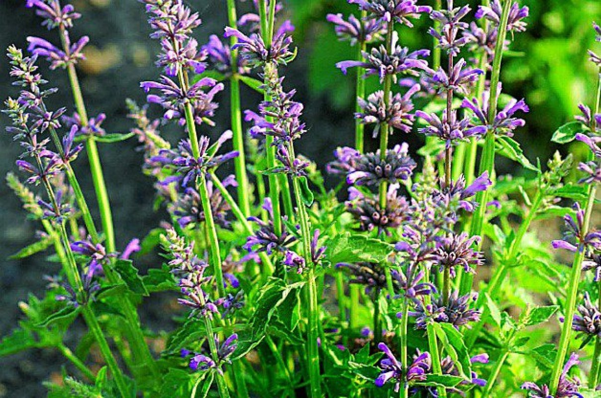Agastache