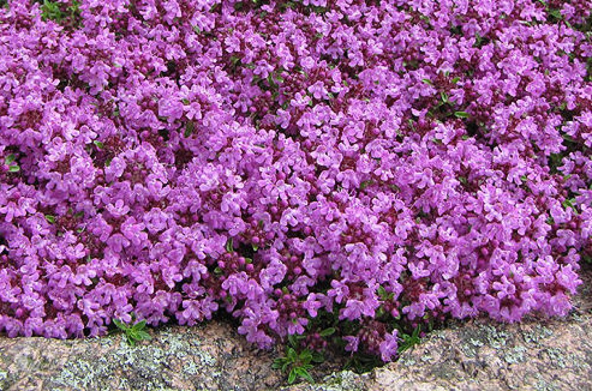 dúška materina thymus_serpyllum