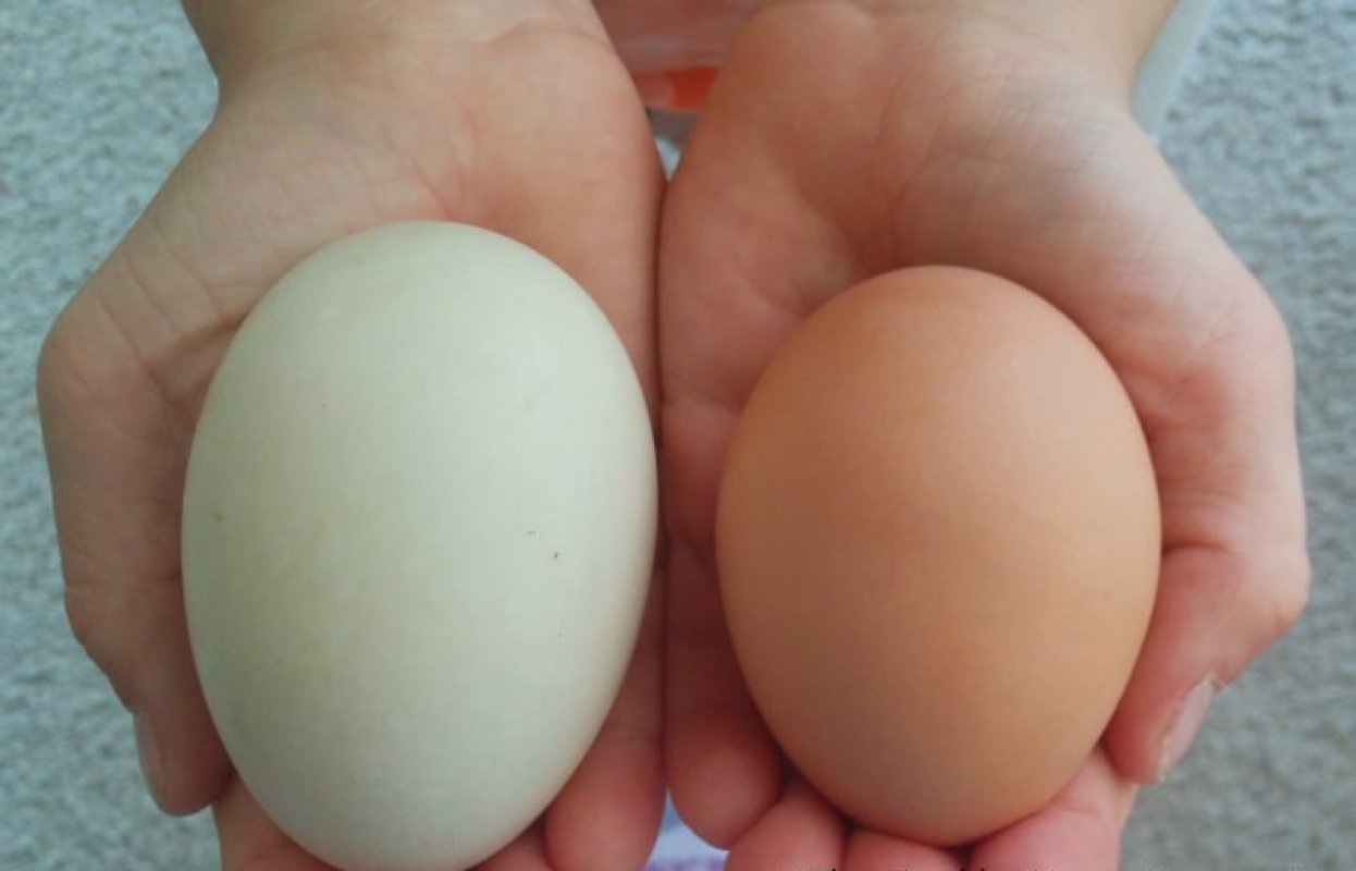 porovnanie kačacieho a kuracieho vajíčka