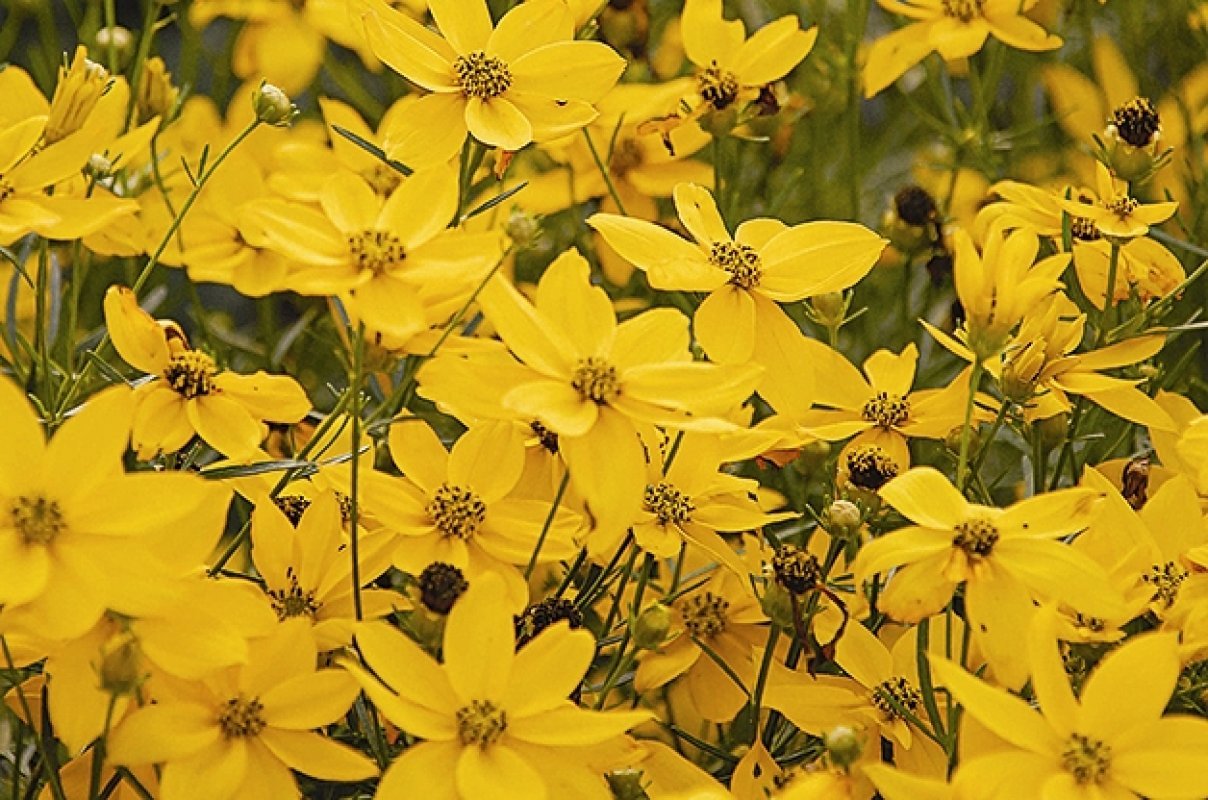 Krásnoočko Coreopsis