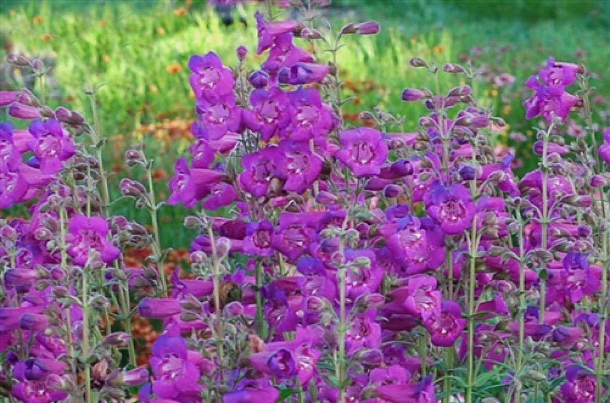 penstemon