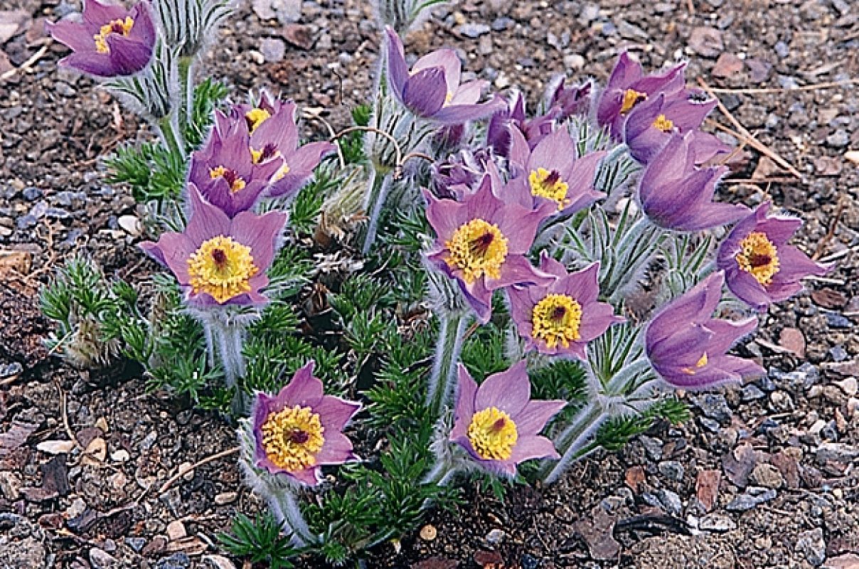 Poniklec obyčajný Pulsatilla vulgaris