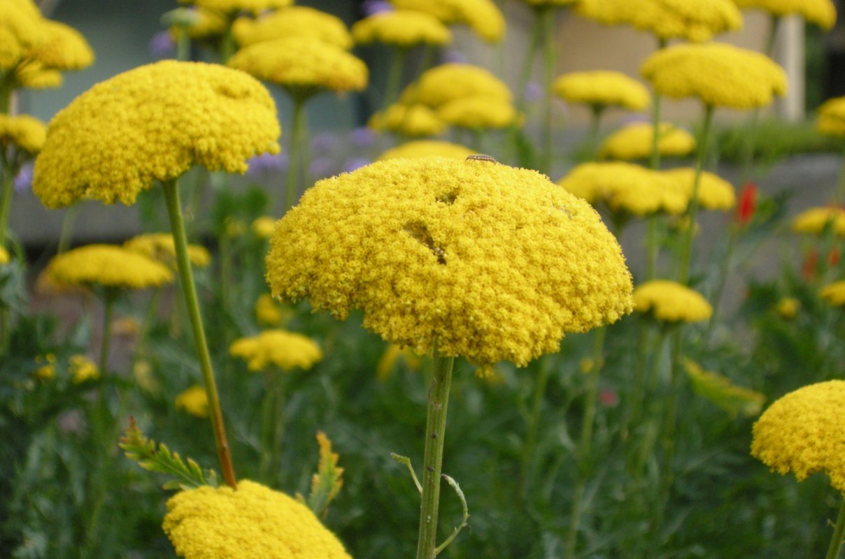 rebríček achillea-filipendulina