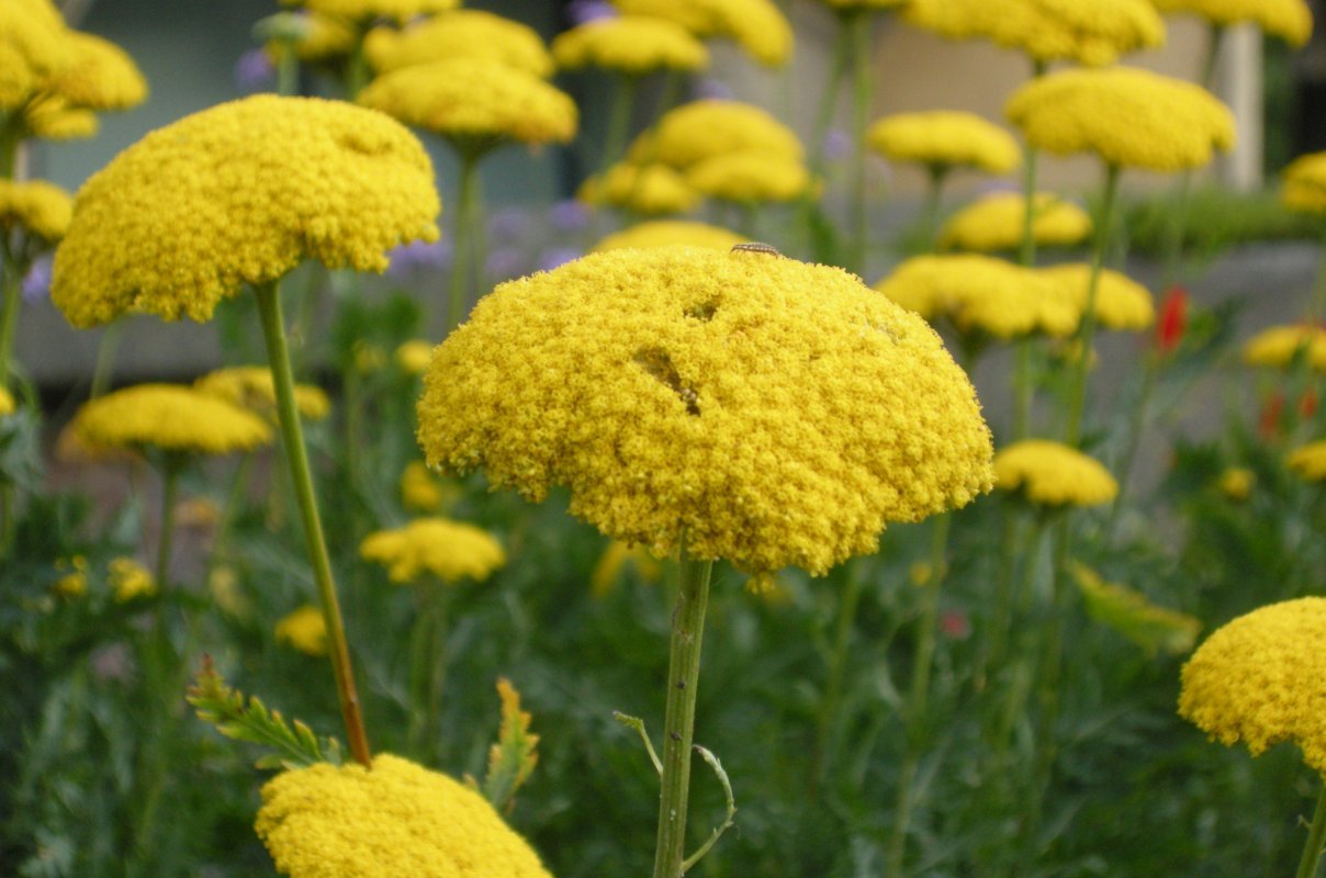 rebríček achillea-filipendulina