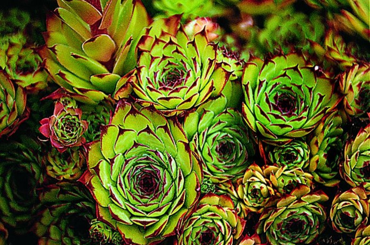 Skalnica strechová Sempervivum tectorum