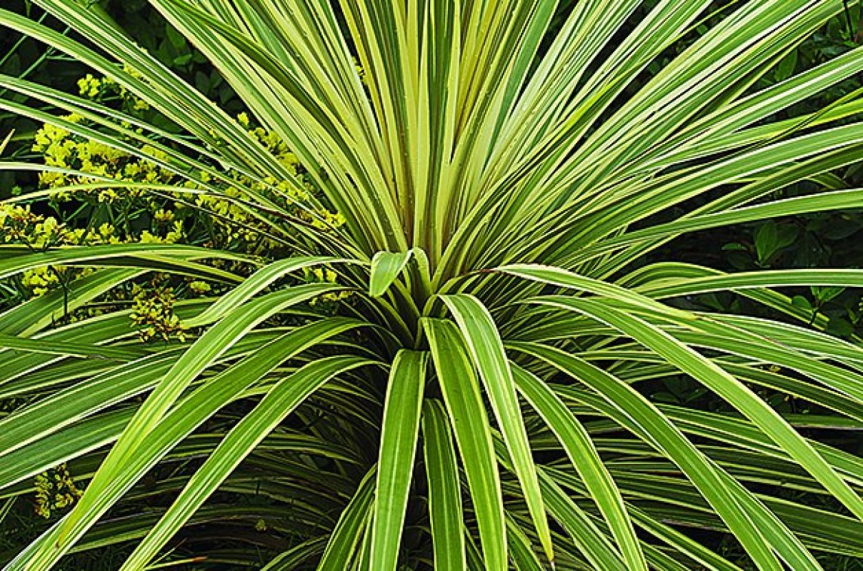 Yucca vláknitá Yucca filamentosa