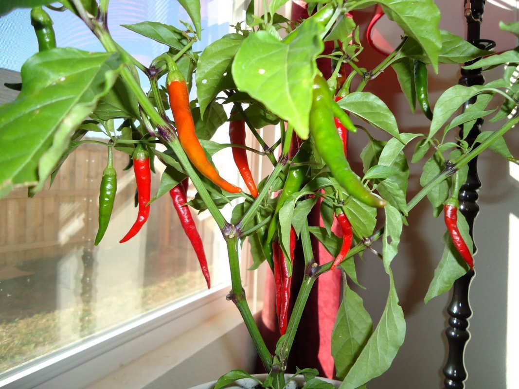 pestovanie chilli papriečiek doma