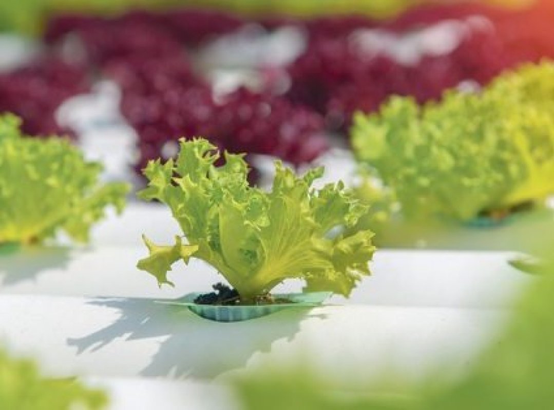 hydroponické pestovanie