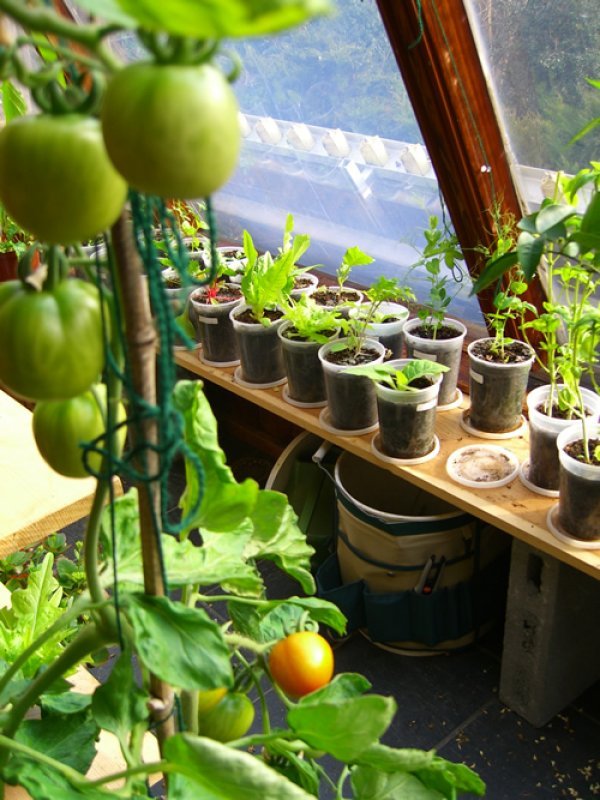 pestovanie v zeleniny kvetináči