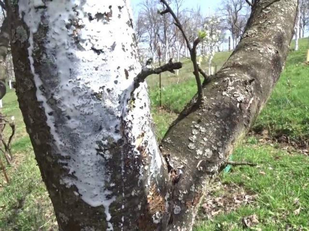 hasené vápno ošetrenie jabloní na jar