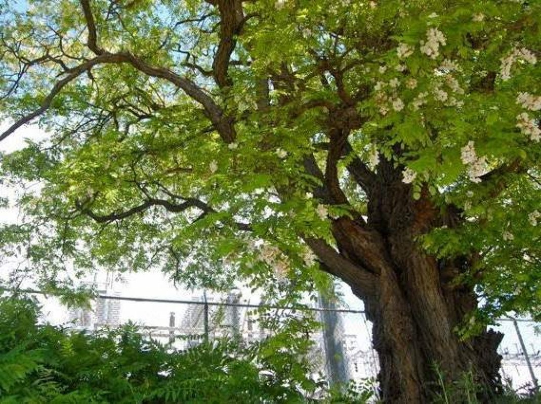 invázne rastliny - agát