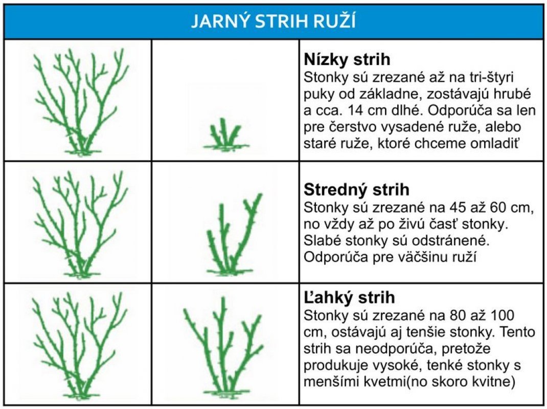 ako na strihanie ruží