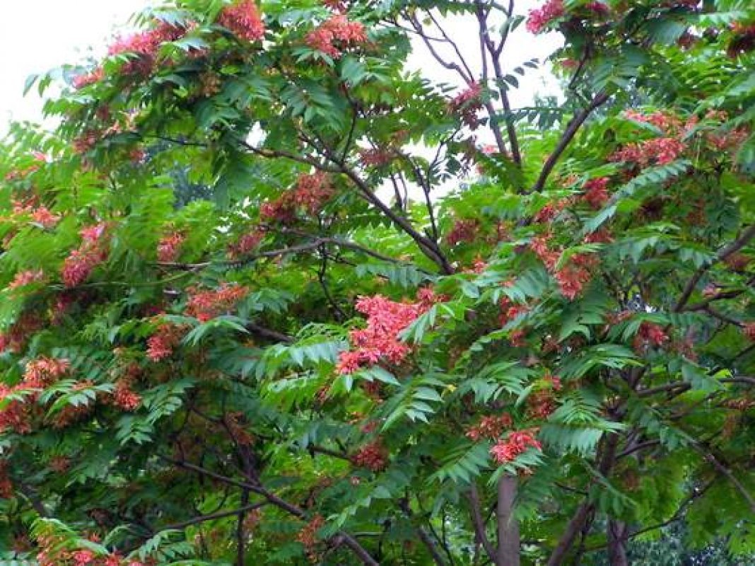 invazívne rastliny na slovensku