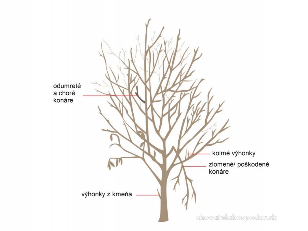strihanie jabloní a iných ovocných stromov