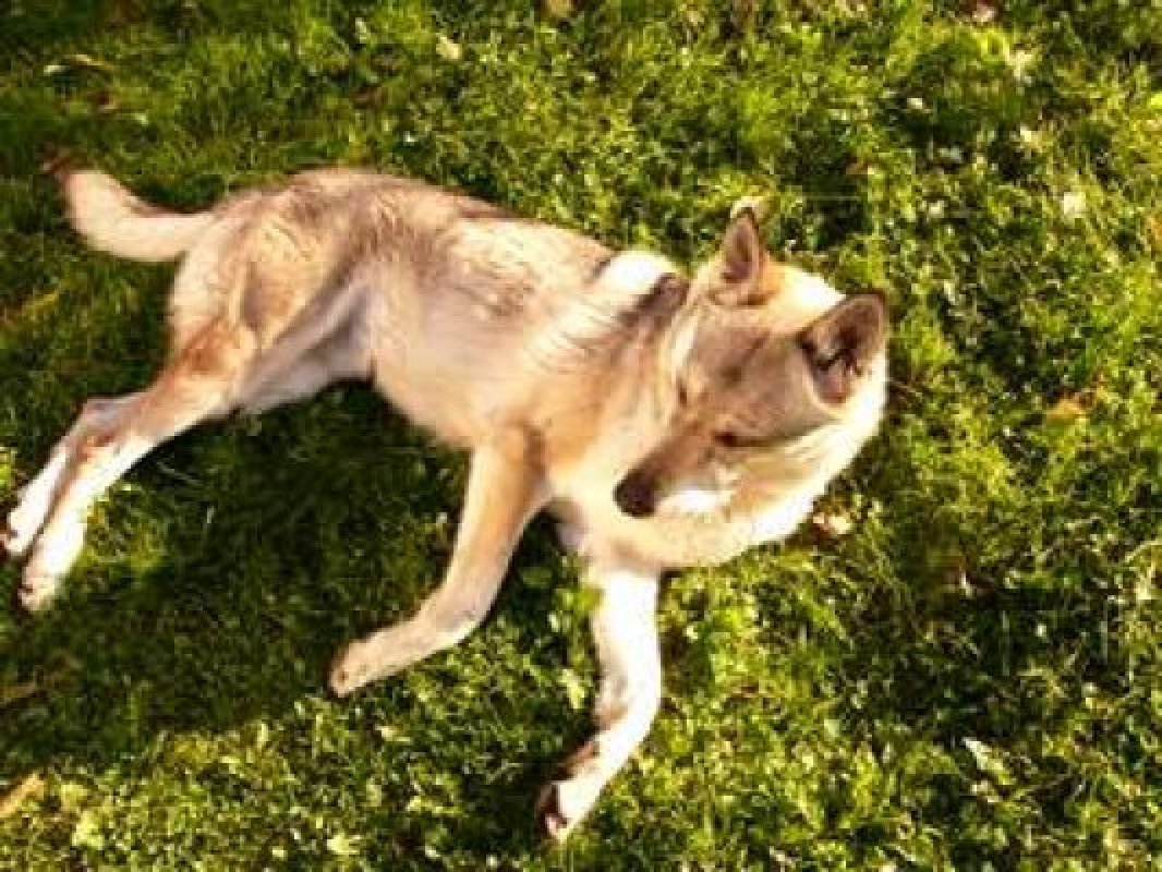 československý vlčiak - Casanova zlatá žila