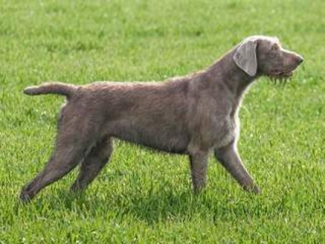 slovenský hrubosrstý stavač plemeno