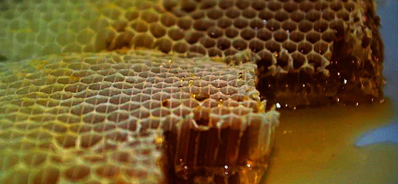 medové plásty - včelár