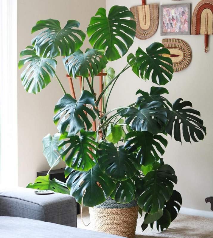 Monstera Opora