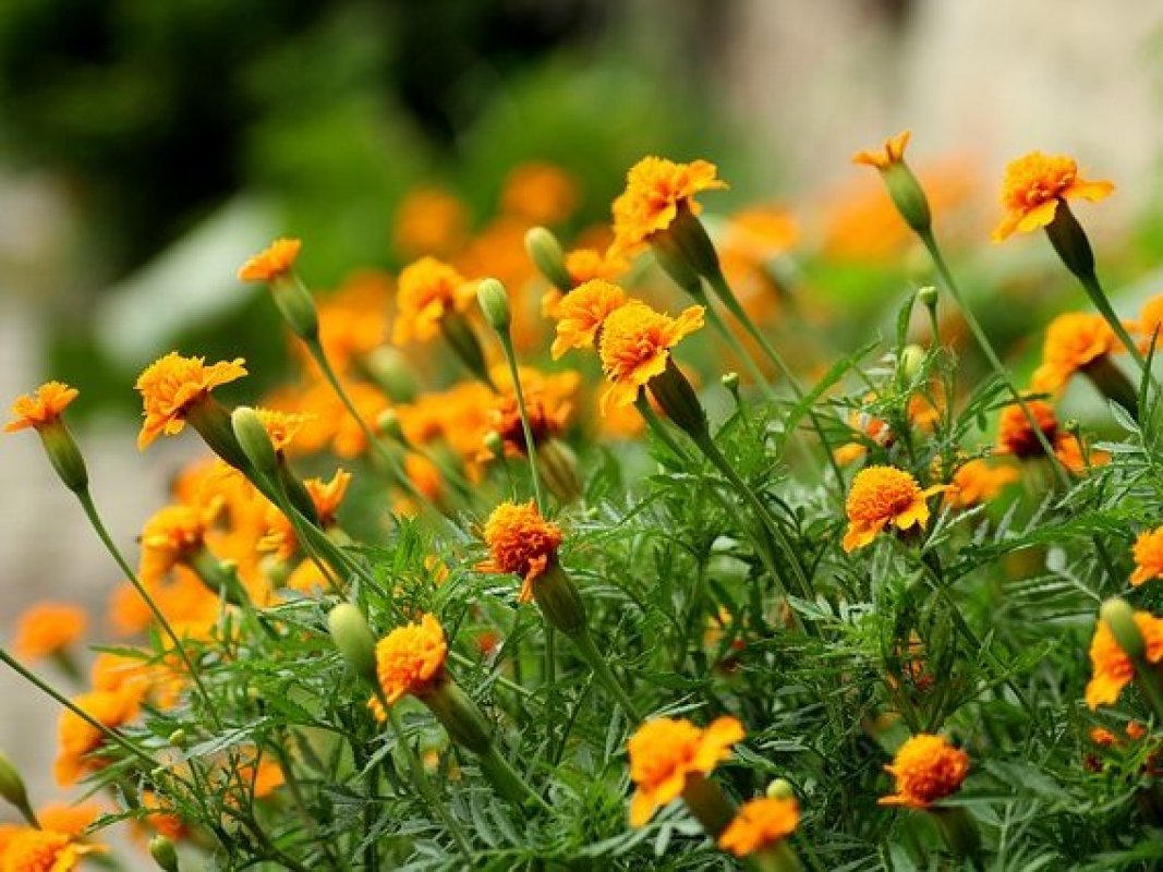 letničky na priame slnko