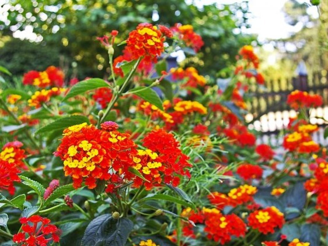 kvety na slnečnú terasu