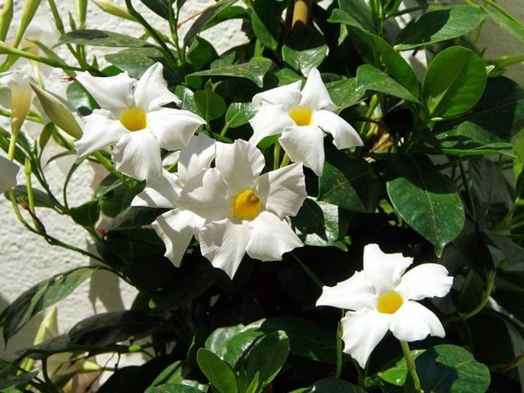 kvetny na terasu na priame slnko