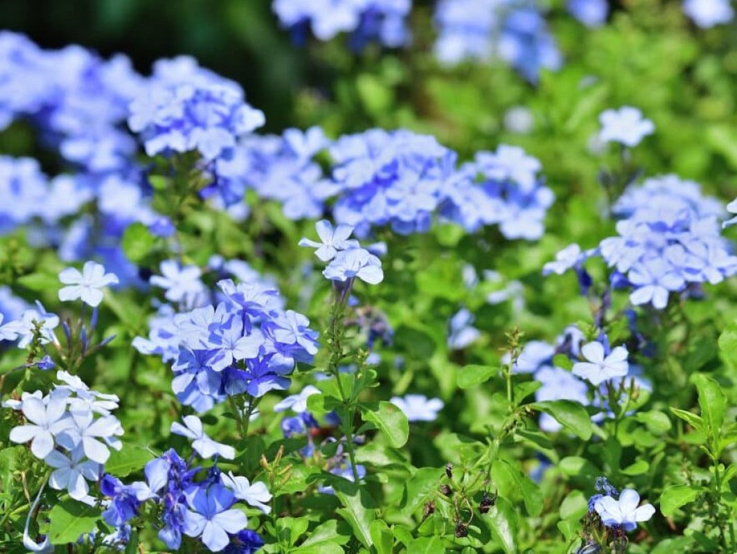 kvety na plné slnko