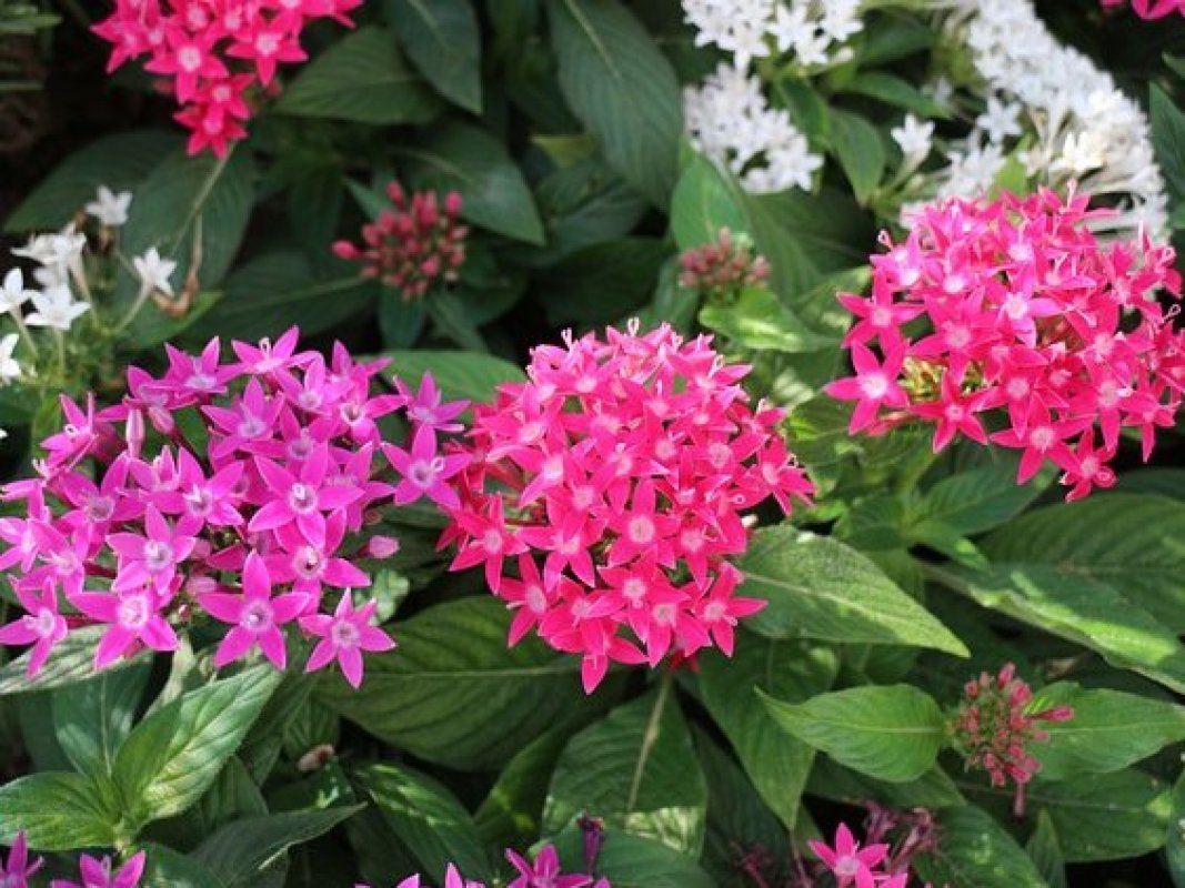 odolné kvety na slnko