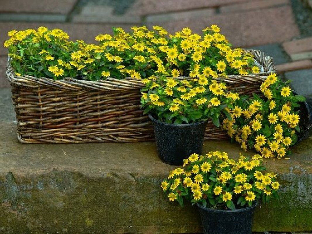 žlté kvety na balkón na slnko
