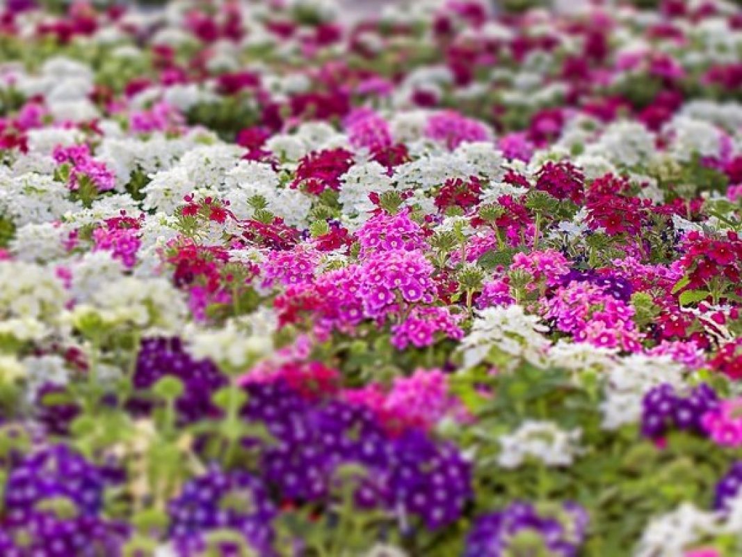 kvety na plné slnko