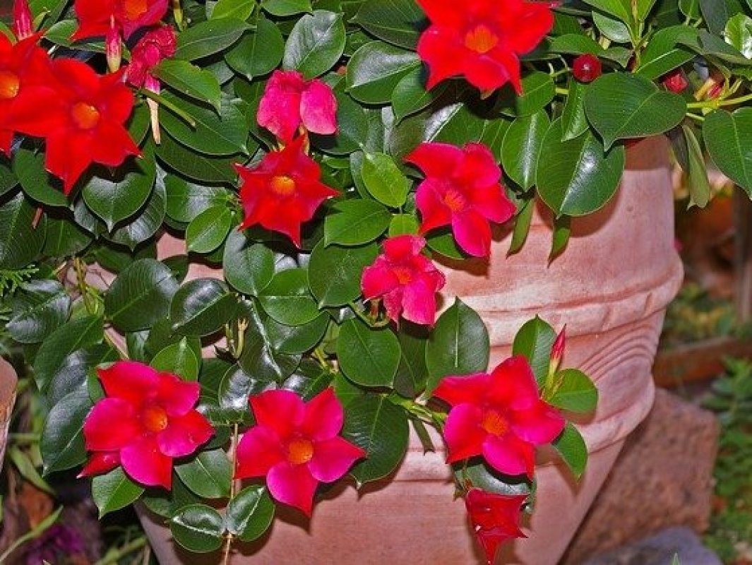 dipladenia presadzanie
