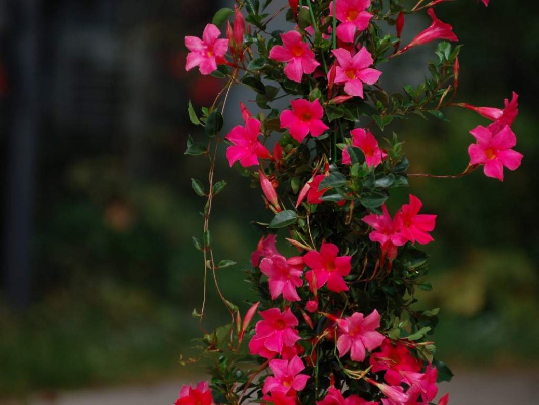 dipladenia alice du pont