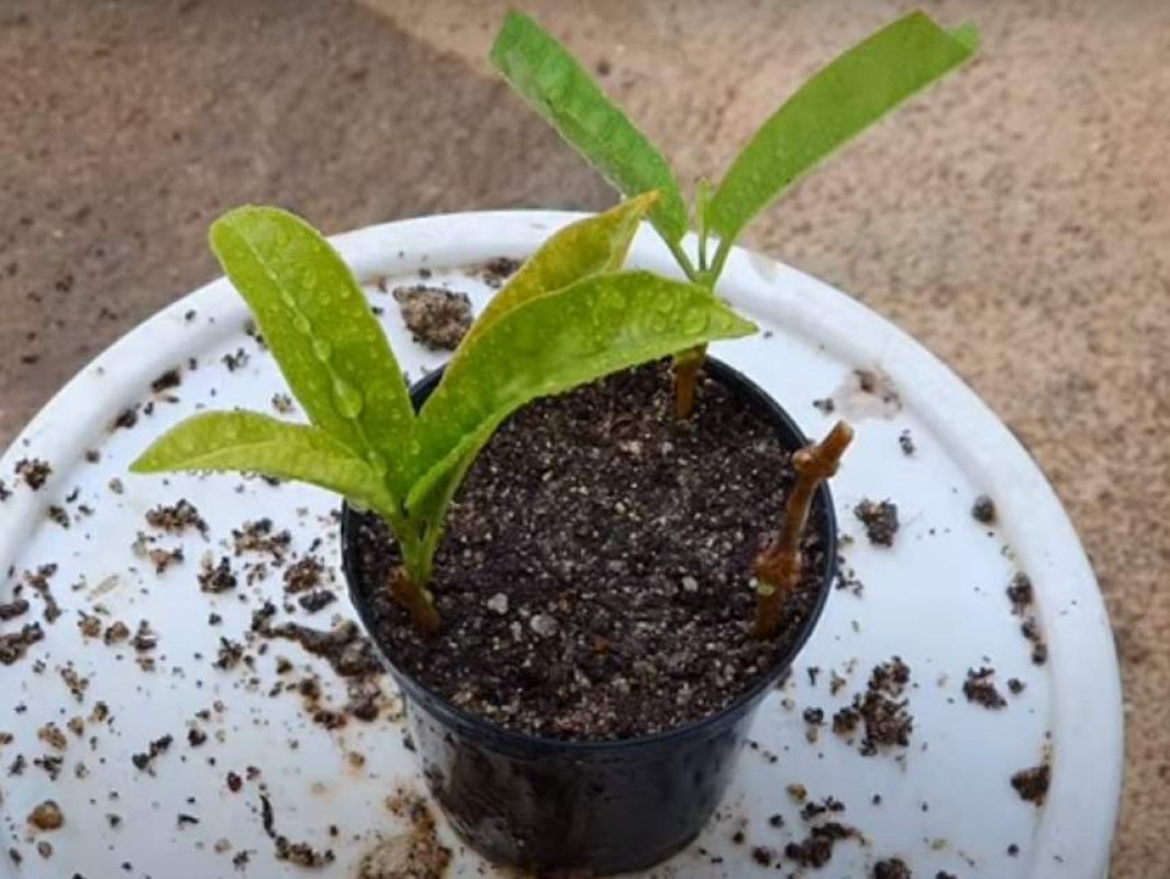 dipladenia rozmnožovanie