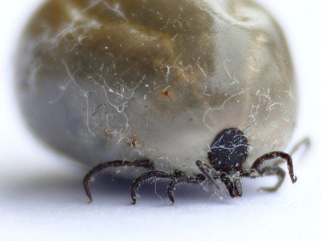 lymská borelióza u psa