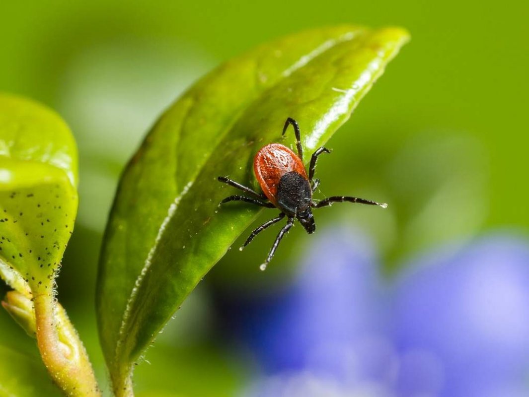 ako vytiahnut kliesta zo psa