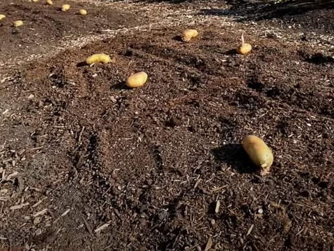 sadenie zemiakov bez orby
