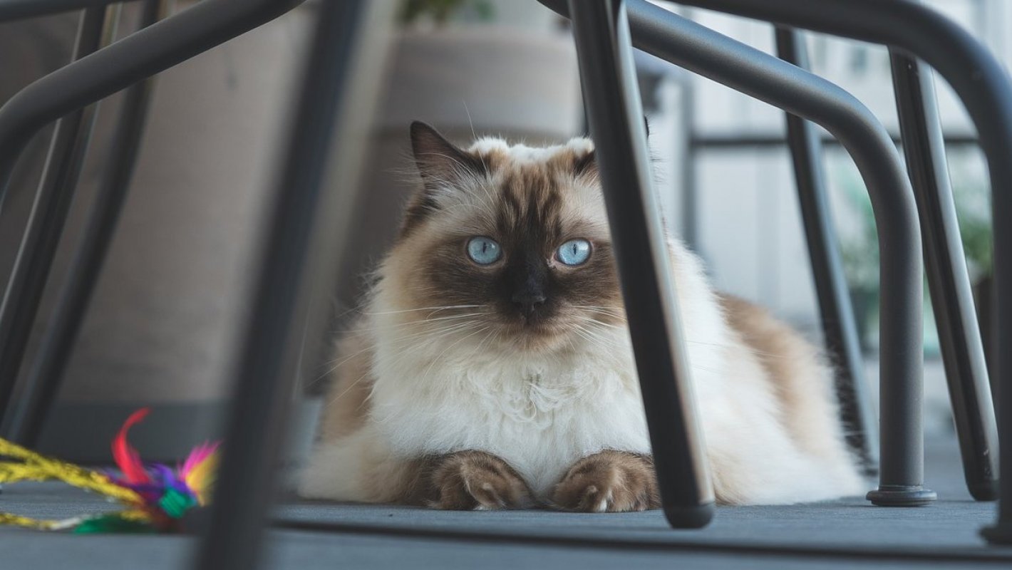 ragdoll starostlivosť